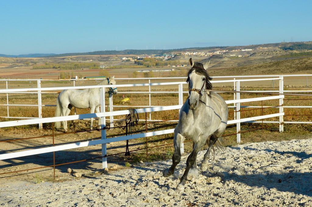 Rural Reillo Alojamientos Rurales Kültér fotó