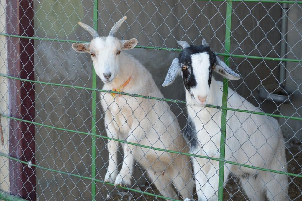 Rural Reillo Alojamientos Rurales Kültér fotó